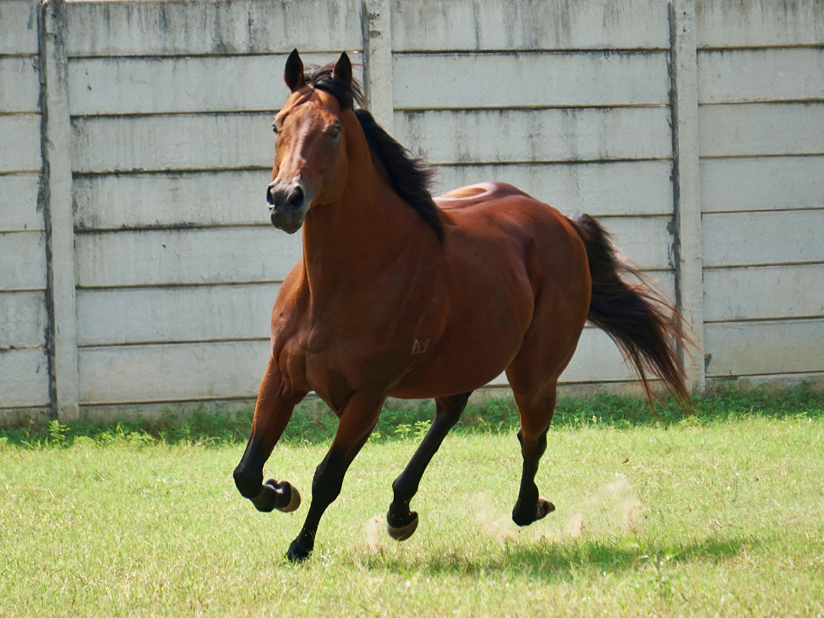 Slider-Stallion-Plumatic1