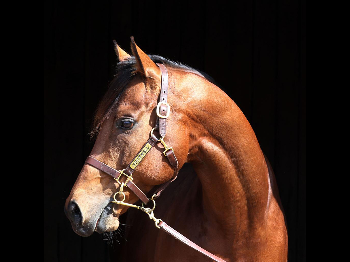 Slider Stallion-Plumatic2