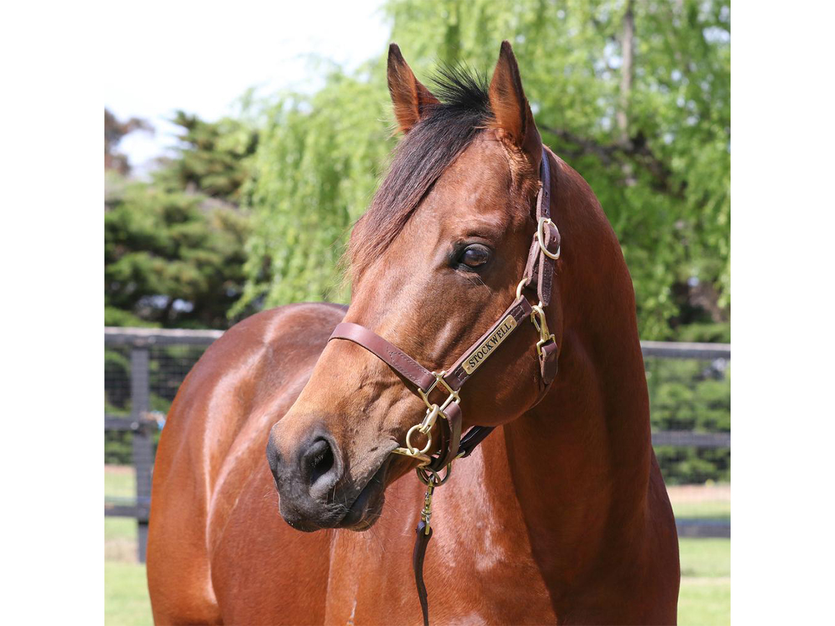 Slider Stallion-Plumatic3