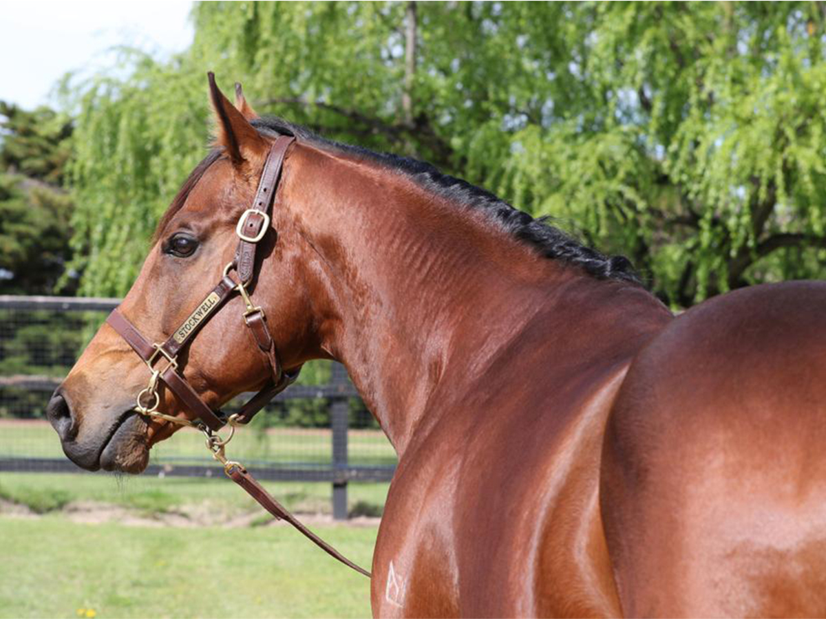 Slider Stallion-Plumatic4