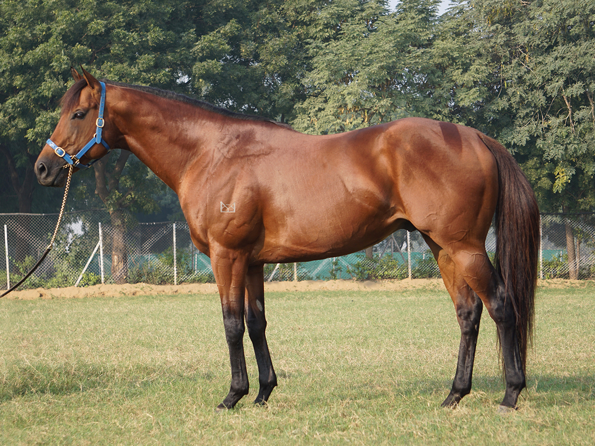 Slider Stallion-Plumatic5