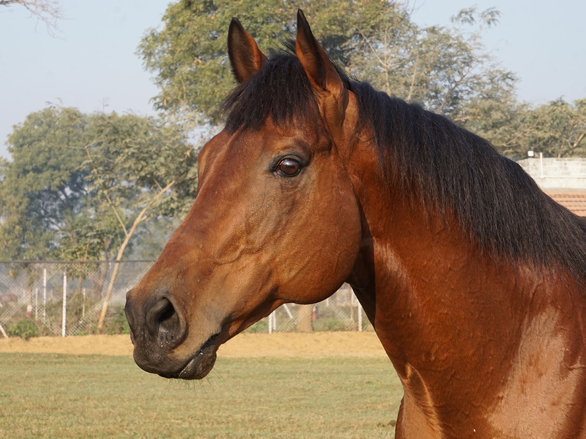 Slider-Stallion-P