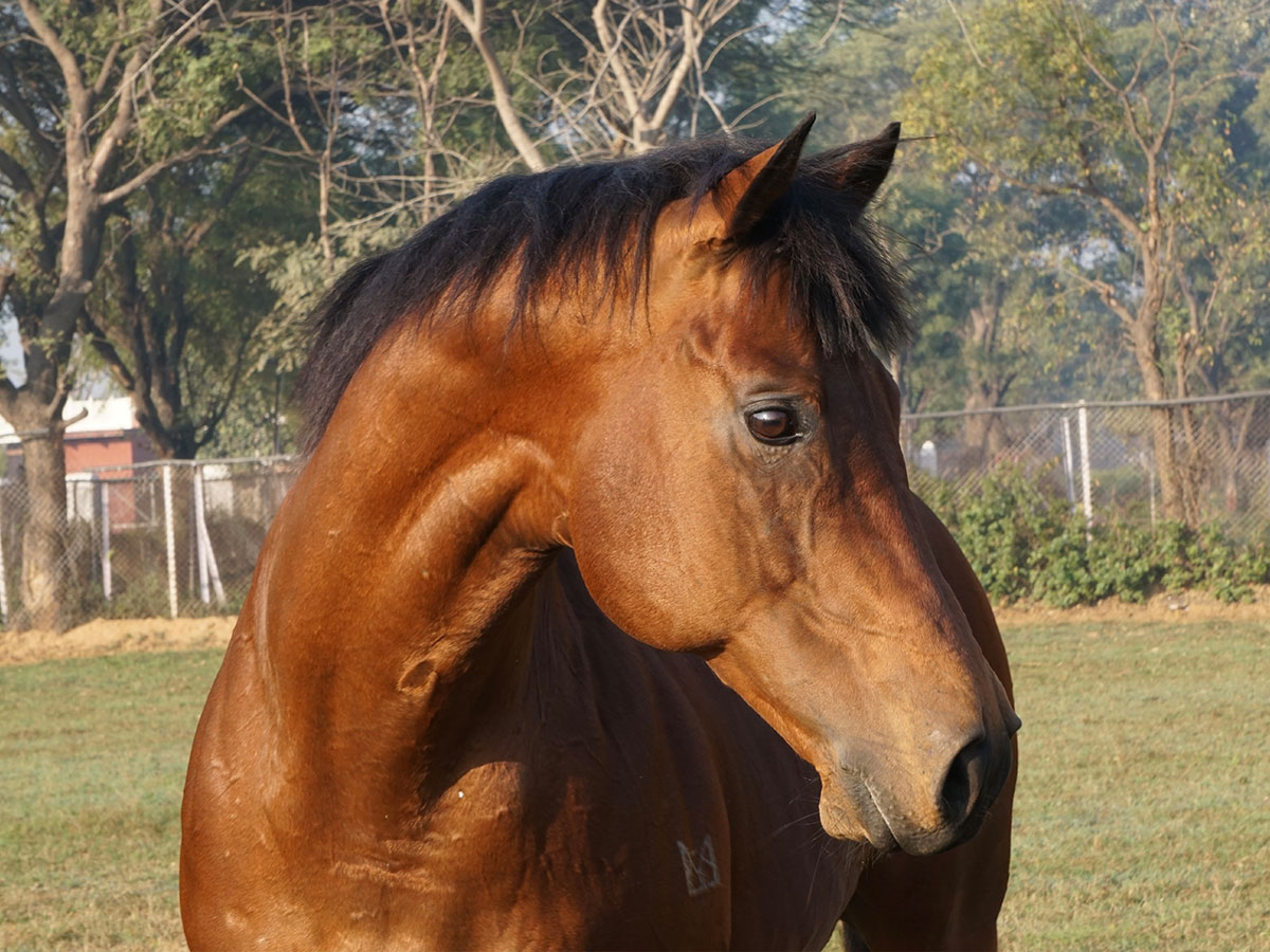 Slider-Stallion-P